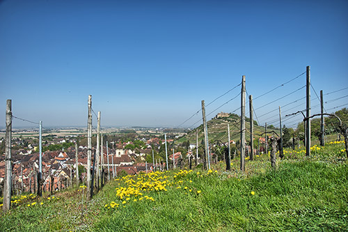 Blick über Staufen in die Rheinebene